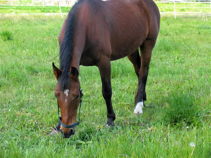 Anden særlig race speed billede 9