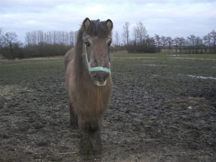 Islænder Siggi fra Ellekærgår *R.I.P. savnet*  - har du noget med til mig ? ;) billede 15