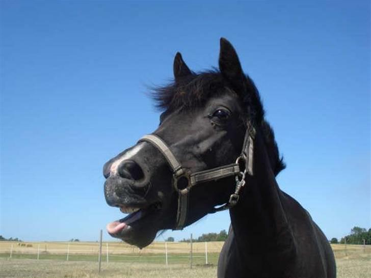 Anden særlig race Nydams Marie - godnat nu skal jeg sove billede 11