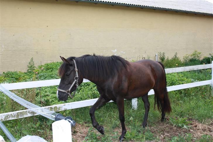 Anden særlig race Nydams Marie - smukke tøsz billede 12