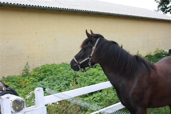 Anden særlig race Nydams Marie - Der er noget der er spændene derude<3 billede 13