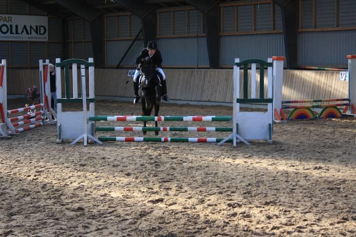 Anden særlig race Nydams Marie - klubmesterskab første stævne 2 plads:* billede 14