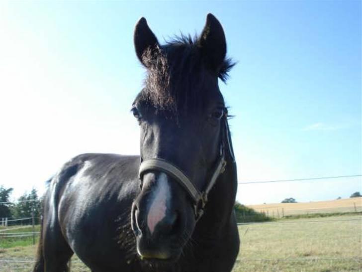 Anden særlig race Nydams Marie - hehe jeg er er godt nok lækker og selvglad billede 18