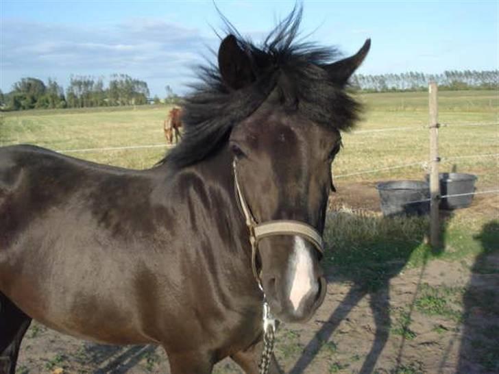 Anden særlig race Nydams Marie - du er ogs spændende billede 20