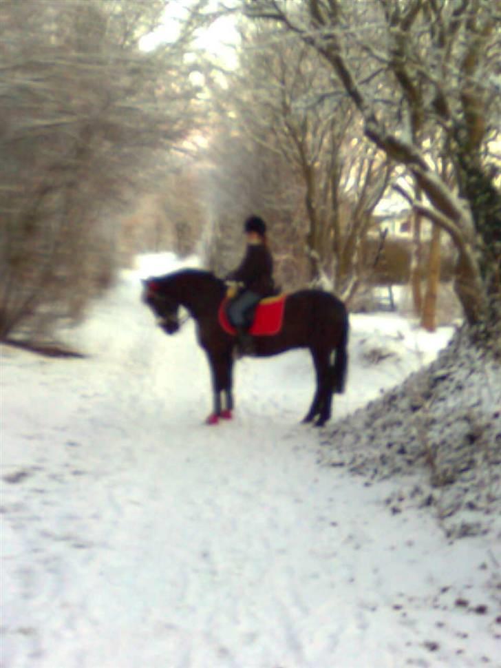 Anden særlig race Avantih <33 - Sorry kvaliteten men skal nok få taget et nyt mangler bare noget sne ? xD billede 3