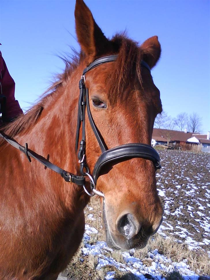 Traver Faun  (lån) billede 1