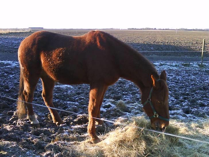 Traver Faun  (lån) billede 3