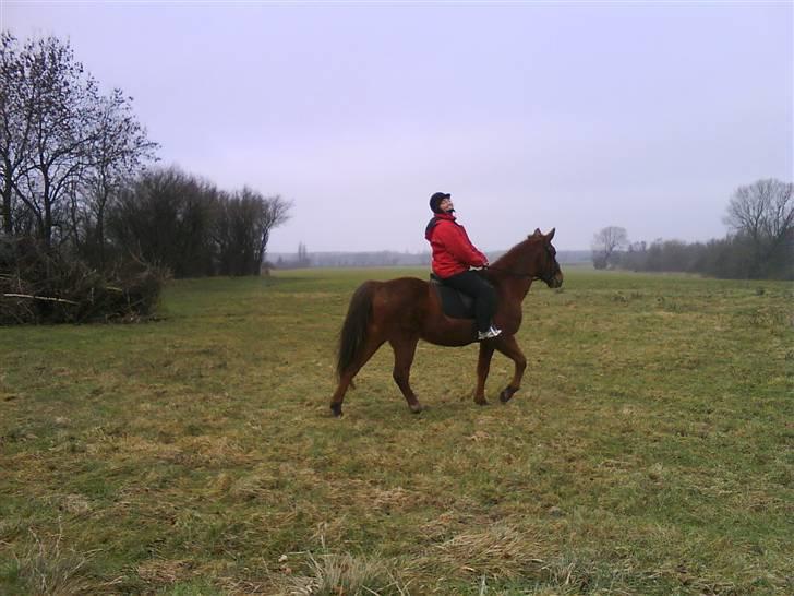 Traver Faun  (lån) billede 4