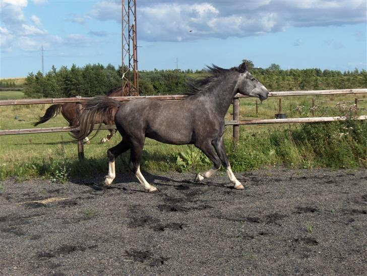 DSP Langdamsgaards Don billede 6