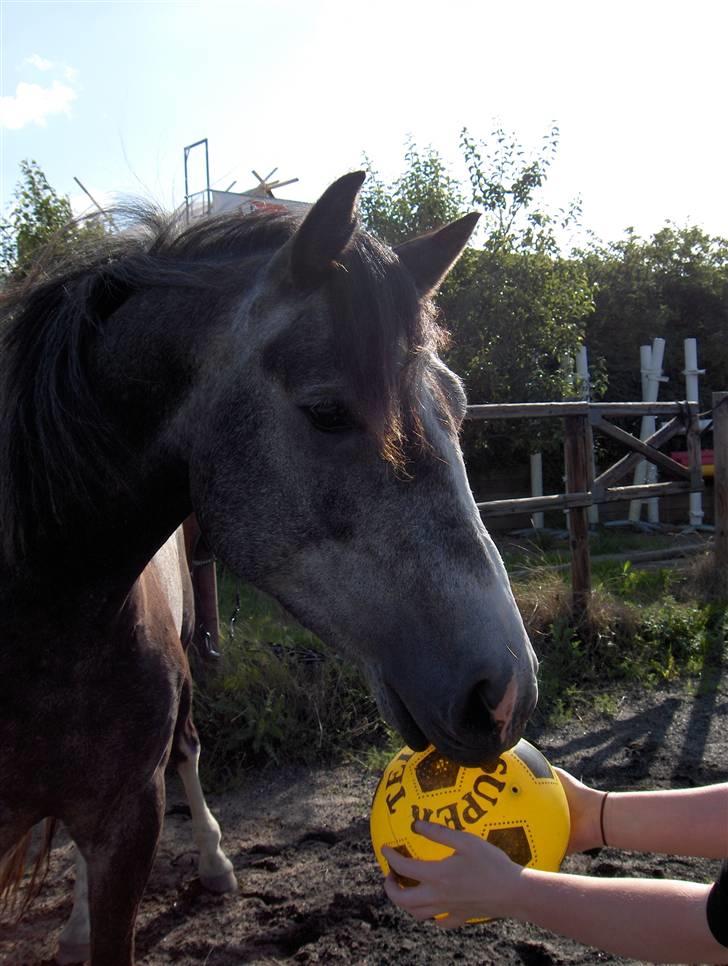 DSP Langdamsgaards Don billede 9