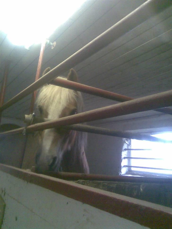 Haflinger Gråbjerghøjs Svea - Svea ! <33 billede 8