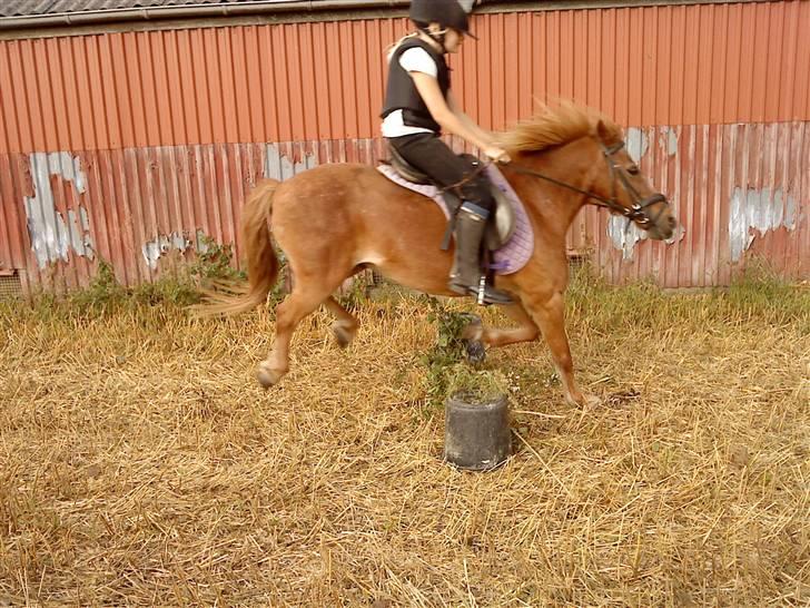 Anden særlig race Futte.†. ~savnet for altid~ - nuur min lille futsko springer!! KIK IKK PÅ MIG!!! billede 15