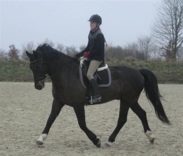 Oldenborg frodo - mig og frodo den 1 marts på den udendørs dobbelte dresur bane der er god plads  billede 11