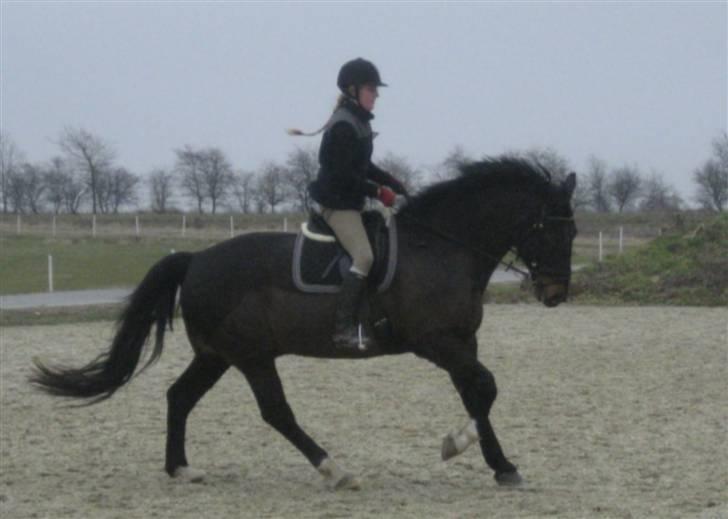 Oldenborg frodo - i galop hans yndlings gangart billede 13