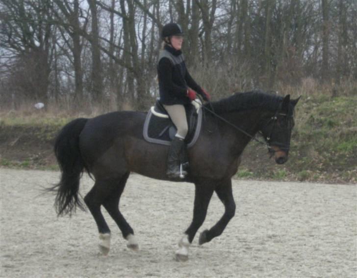 Oldenborg frodo - det ser lidt sjovt ud i det her moment af galop billede 14