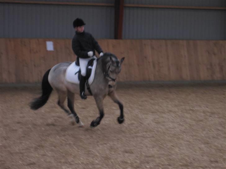 DSP Tovdal's Irish Dundee - Psyko galop.. :D billede 12