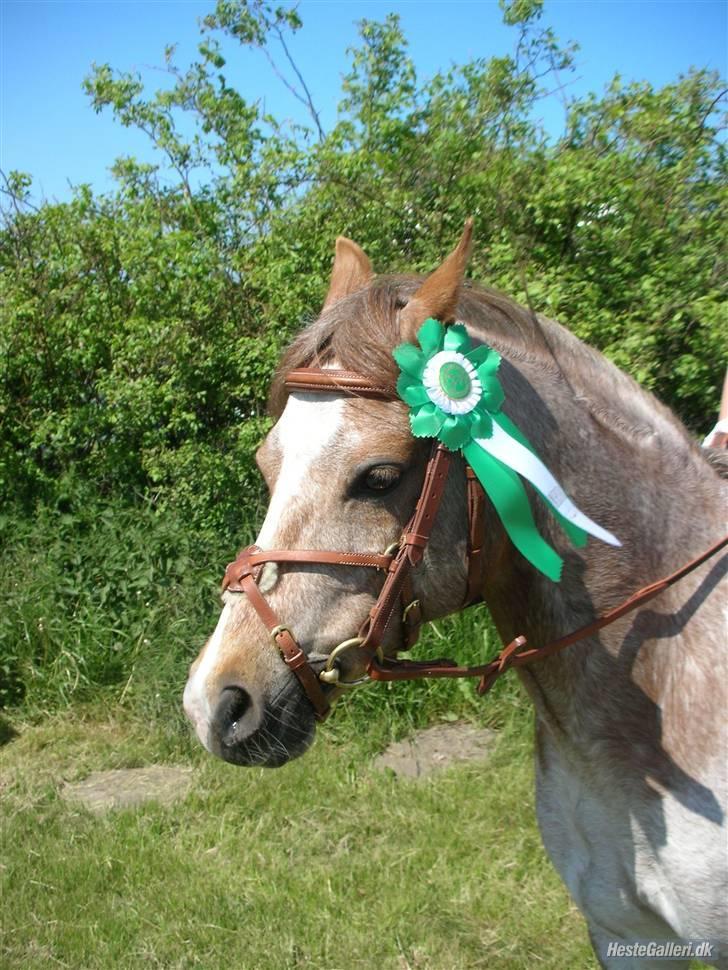Welsh Pony (sec B) Amandas ElveraSolgt:/ - 3. plads. Gammelt billede billede 19