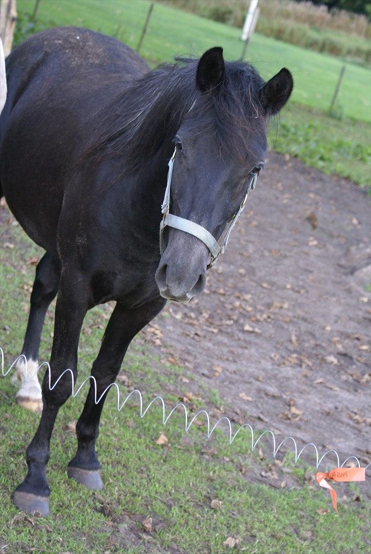 Anden særlig race Nørgårds Baltazar..<3 - Velkommen til Baltazars profil(-;.  billede 1