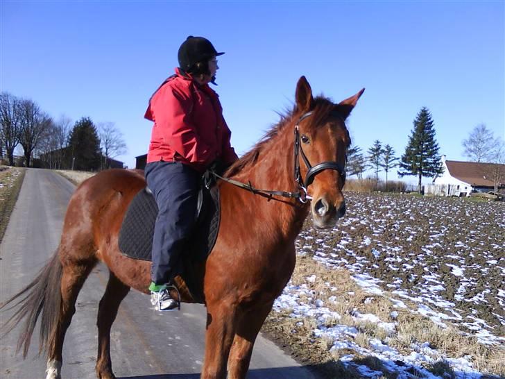 Traver Faun  (lån) billede 5