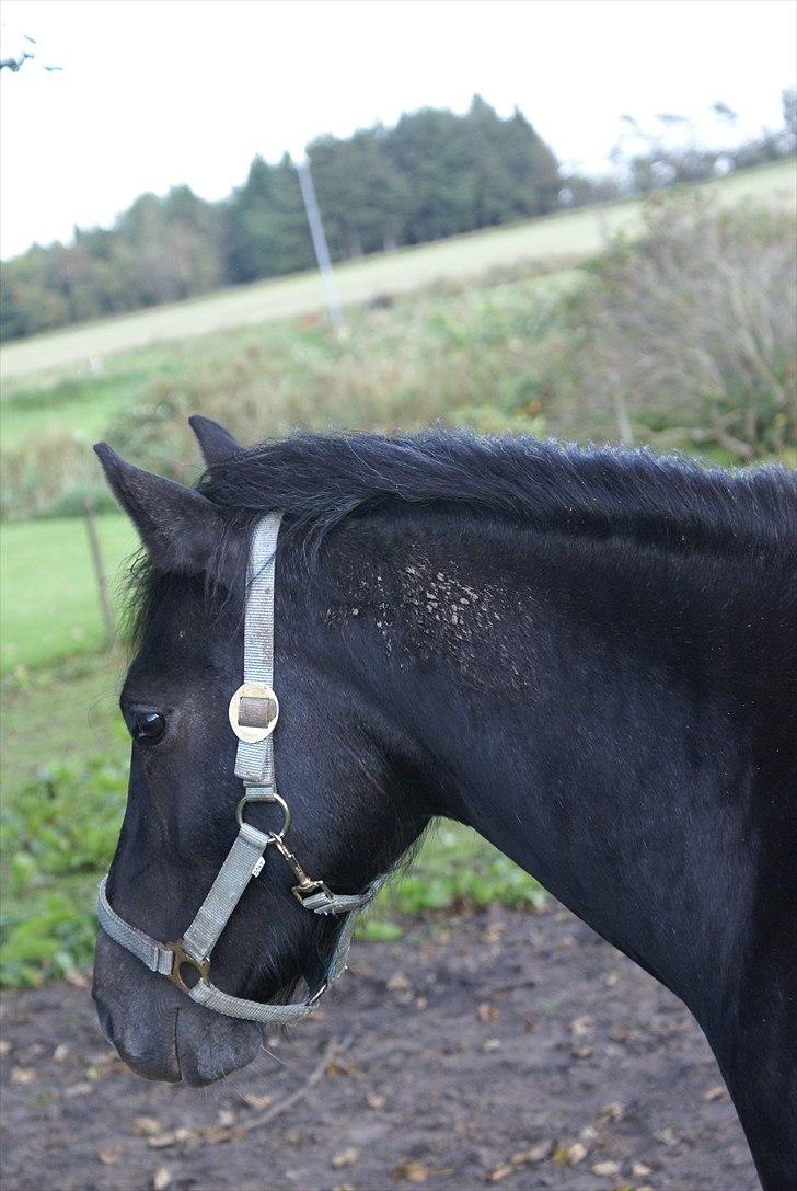 Anden særlig race Nørgårds Baltazar..<3 billede 2