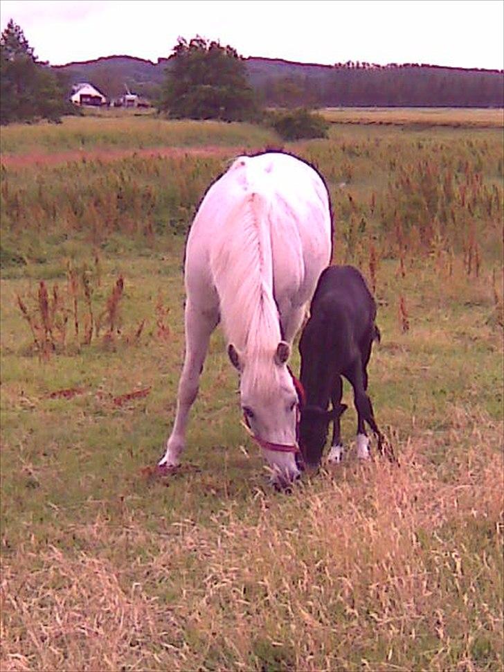 Anden særlig race Nørgårds Baltazar..<3 billede 3