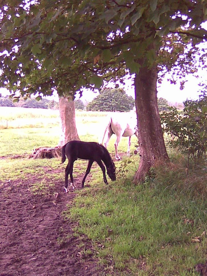 Anden særlig race Nørgårds Baltazar..<3 billede 4