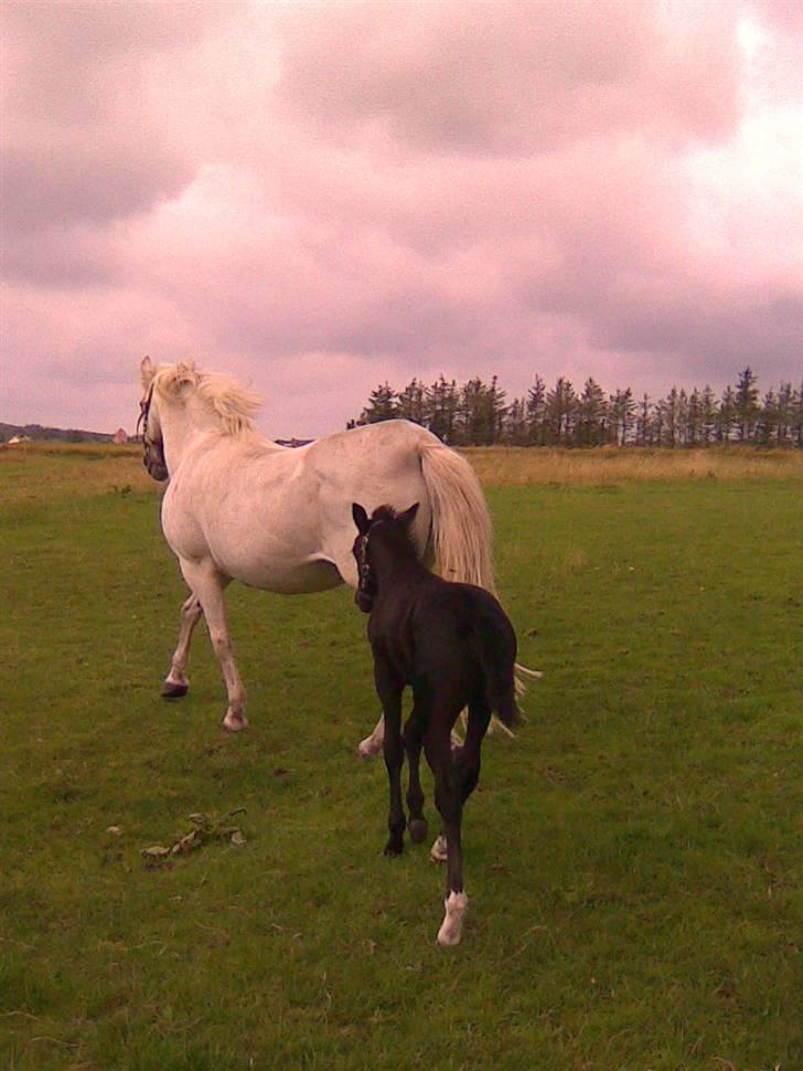 Anden særlig race Nørgårds Baltazar..<3 billede 5