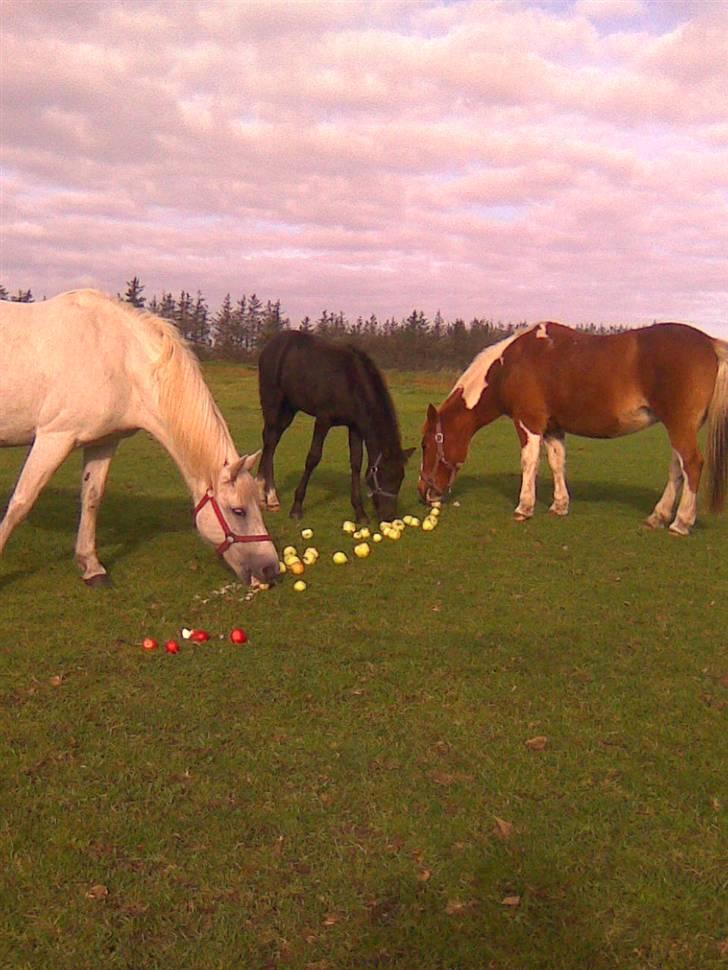 Anden særlig race Nørgårds Baltazar..<3 - Sanne, Baltazar & Aloha tahiti på marken.. :´) billede 6