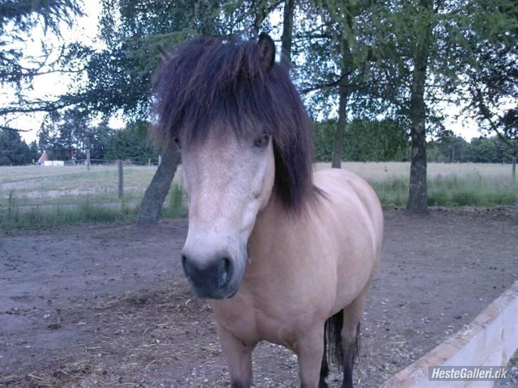 Anden særlig race Tjalfe (Solgt) :'( - dette billede har katrine taget billede 6