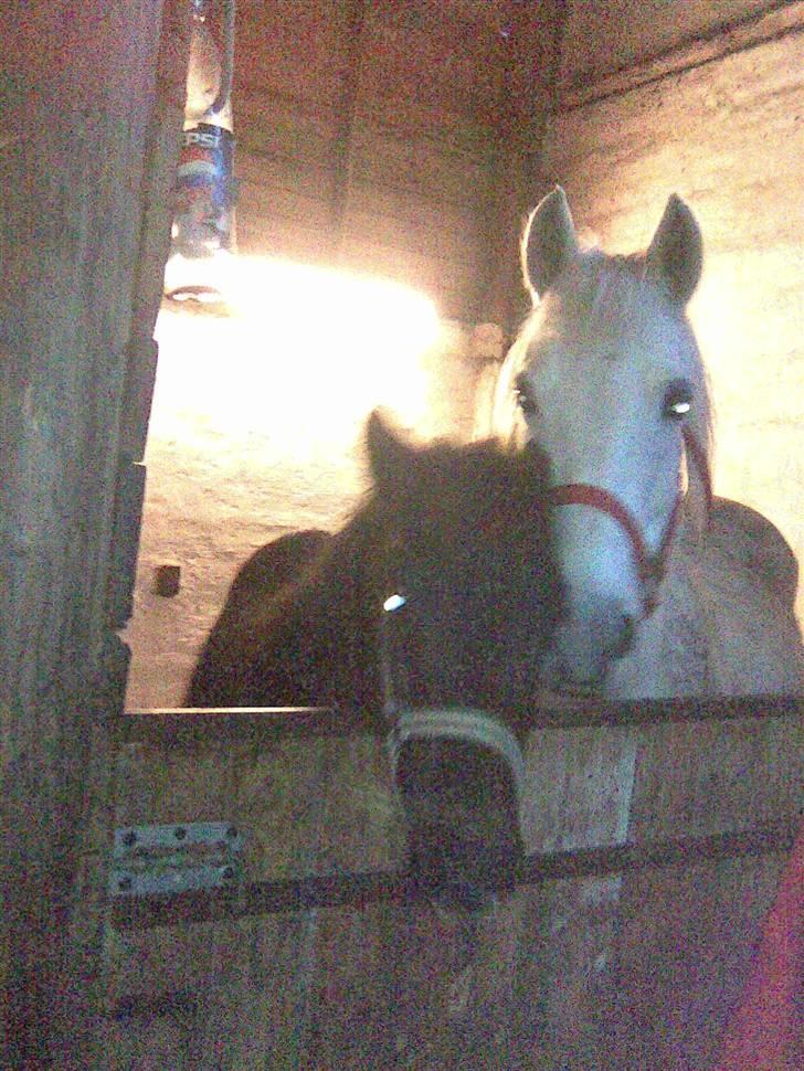 Anden særlig race Nørgårds Baltazar..<3 billede 7