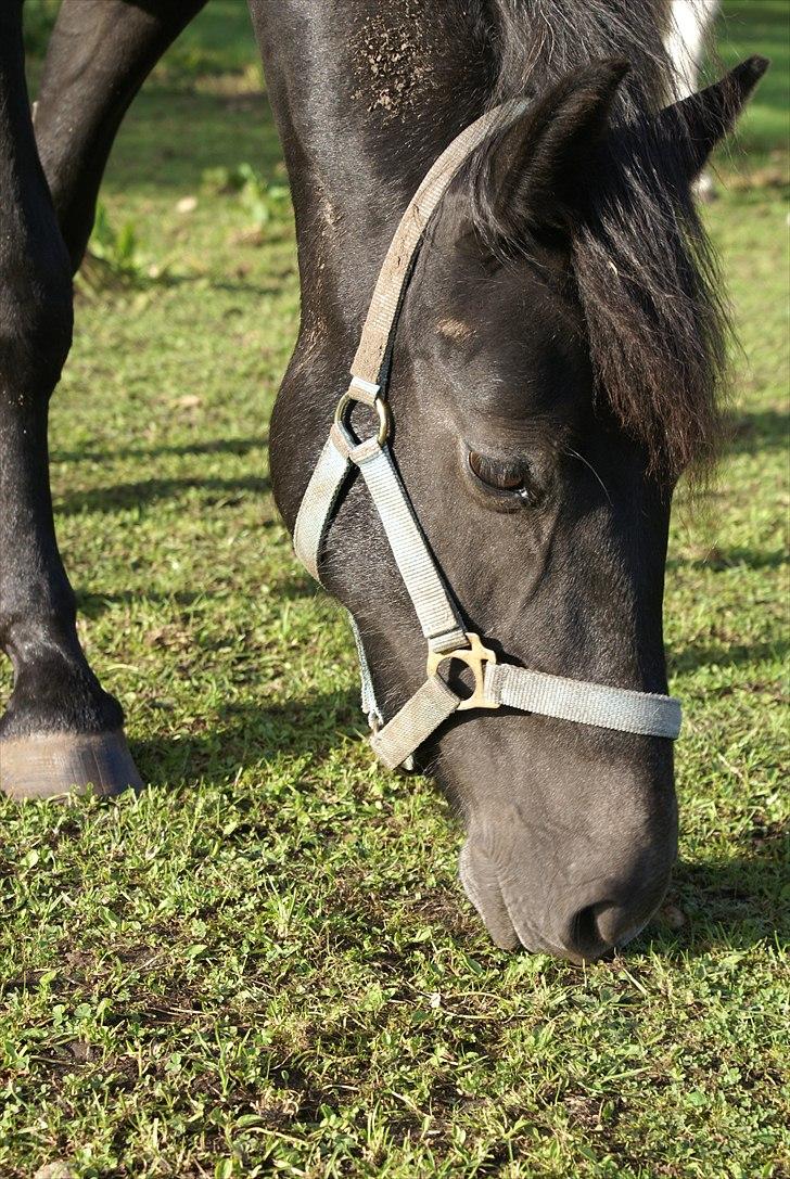 Anden særlig race Nørgårds Baltazar..<3 - min solstråle!<3 billede 8