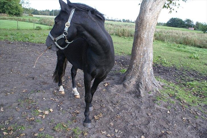 Anden særlig race Nørgårds Baltazar..<3 billede 9