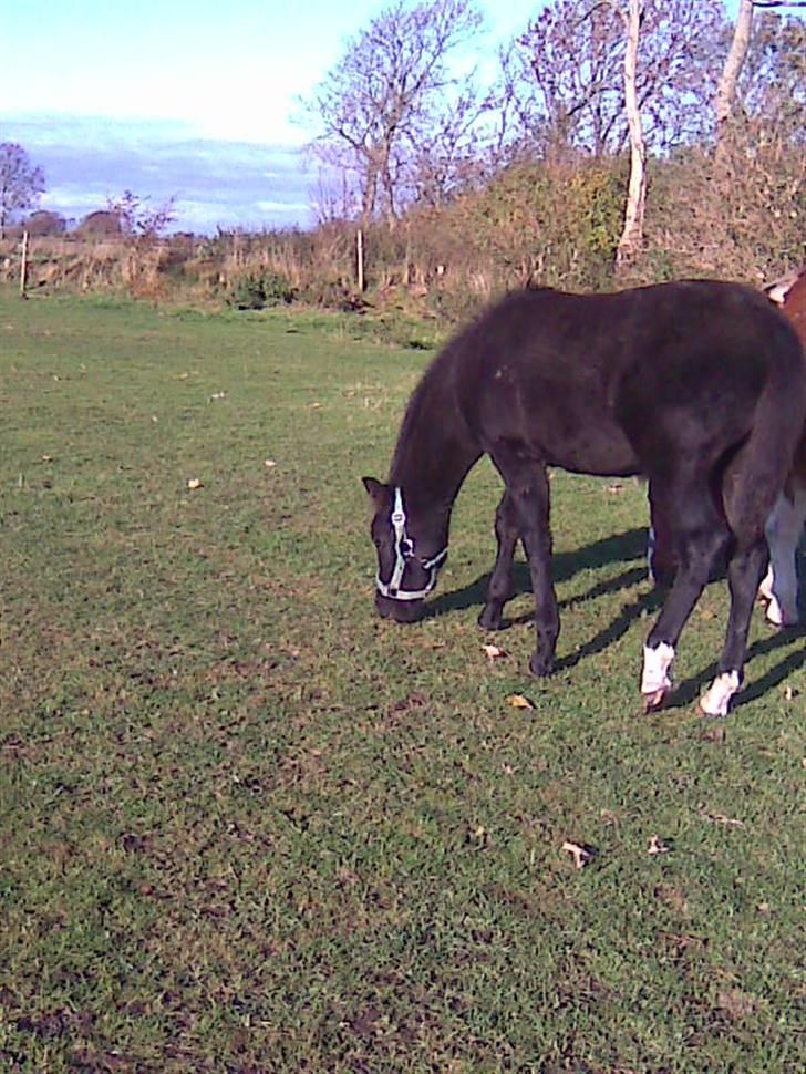 Anden særlig race Nørgårds Baltazar..<3 billede 10