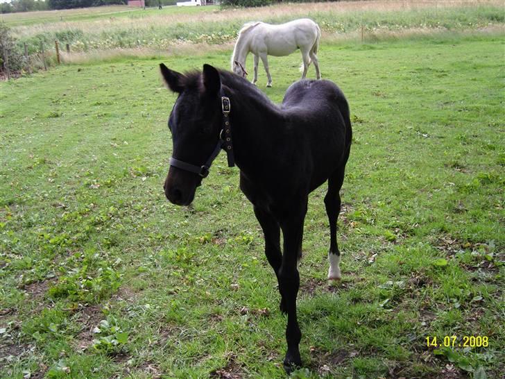 Anden særlig race Nørgårds Baltazar..<3 billede 11