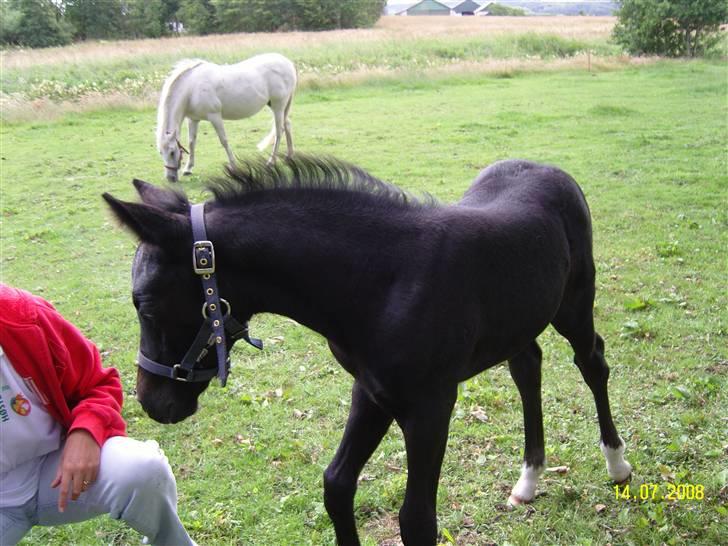 Anden særlig race Nørgårds Baltazar..<3 billede 12