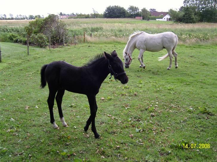 Anden særlig race Nørgårds Baltazar..<3 - Er jeg ikk fin??.. :)<3 billede 13