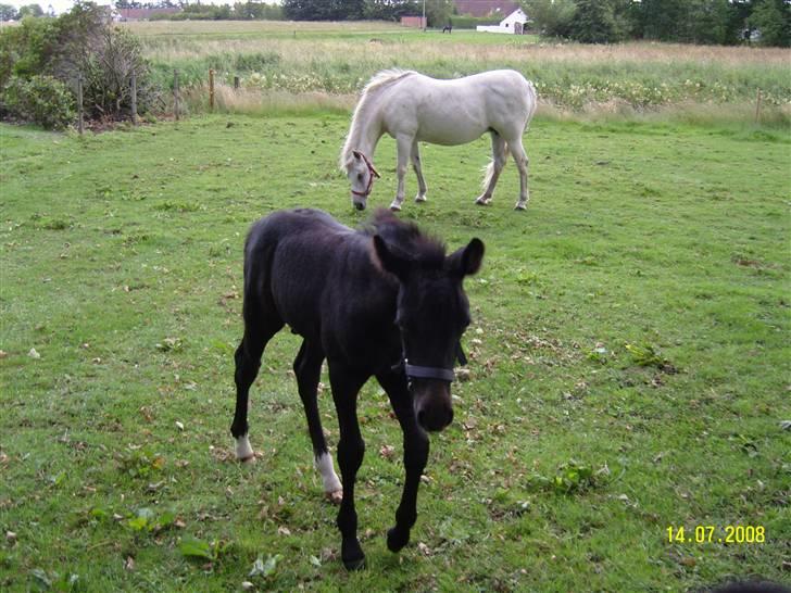 Anden særlig race Nørgårds Baltazar..<3 - Bette mansen :-) billede 14