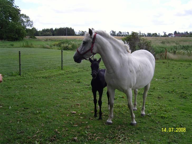 Anden særlig race Nørgårds Baltazar..<3 - Er lige lidt genert.. :p<3 billede 16