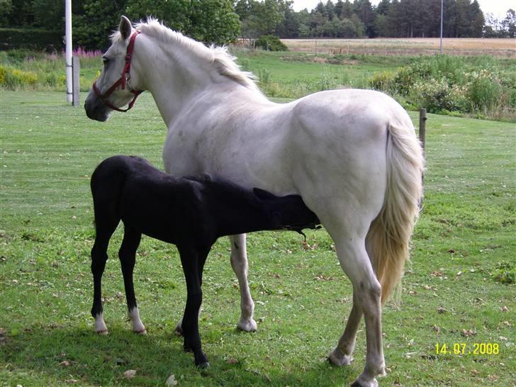 Anden særlig race Nørgårds Baltazar..<3 - Man bliver tørstig af alle de billeder!:b<3 billede 17