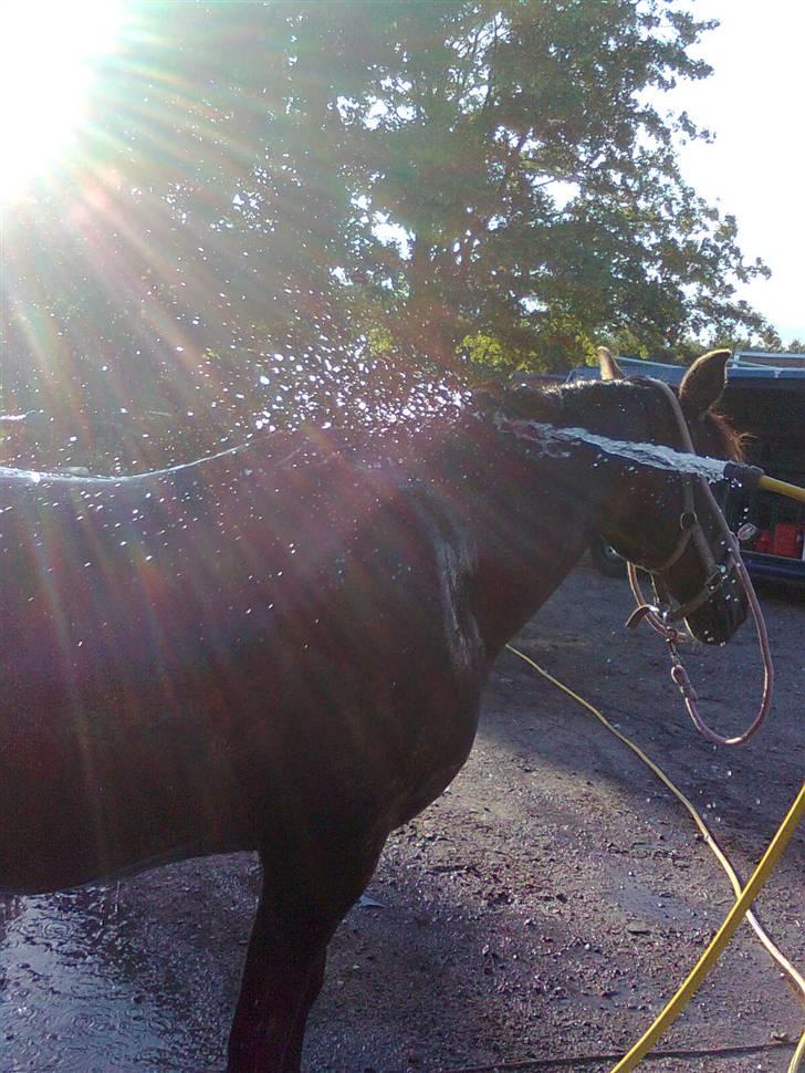 Anden særlig race Pretty Princess*Solgt* - Prut eelsker at blive vasket (L) billede 10