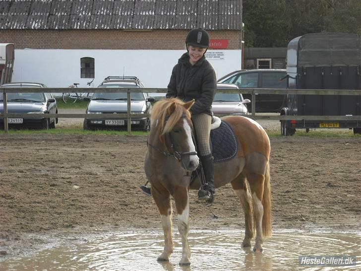Anden særlig race Pegasus - Vand (: billede 3