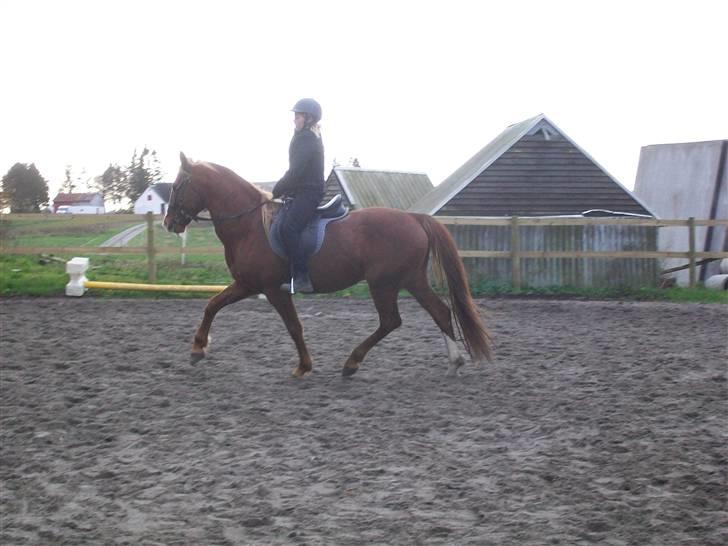 Frederiksborg Lucky Lykkebo  - Vi traver! (L)  billede 20