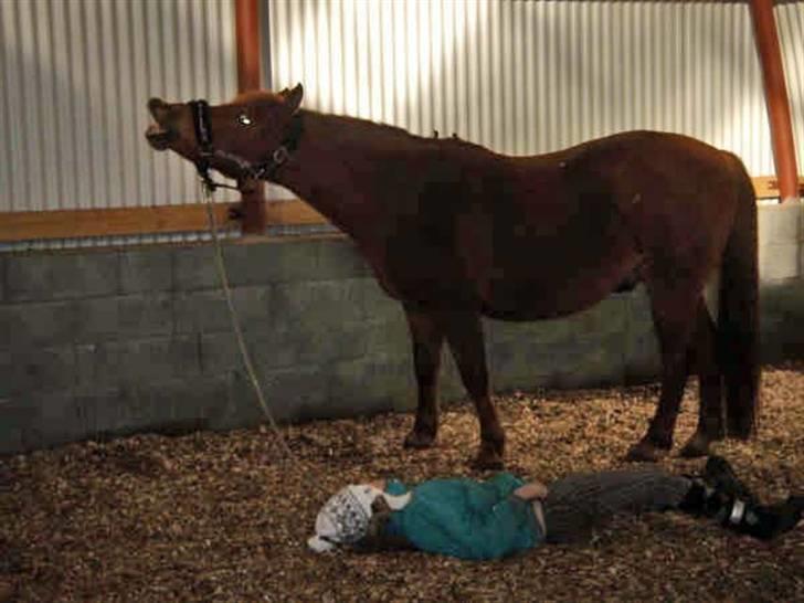 Anden særlig race Lucas<33 (gammel passer) billede 9