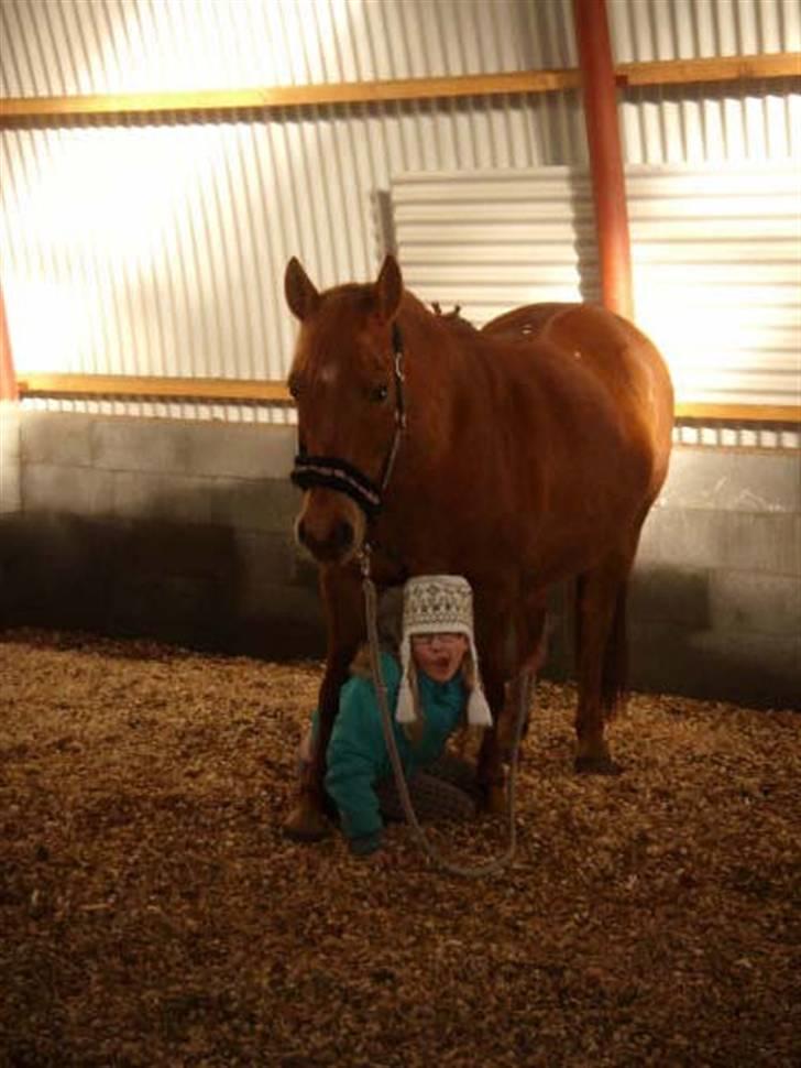 Anden særlig race Lucas<33 (gammel passer) billede 10