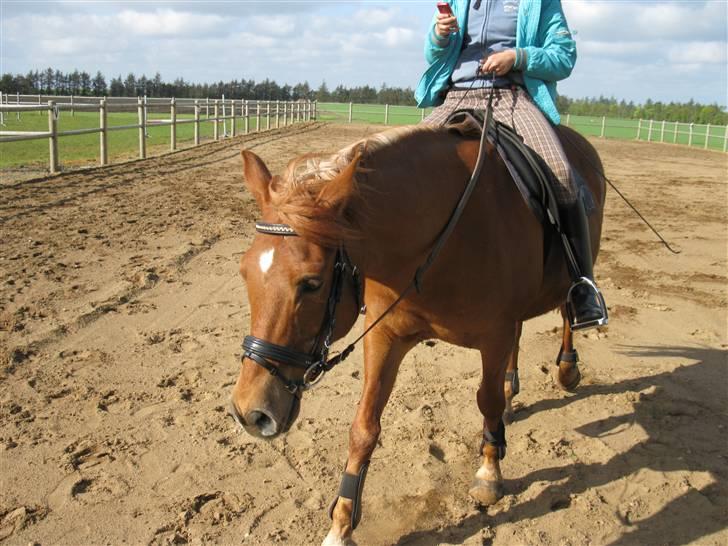 Anden særlig race Lucas<33 (gammel passer) billede 11