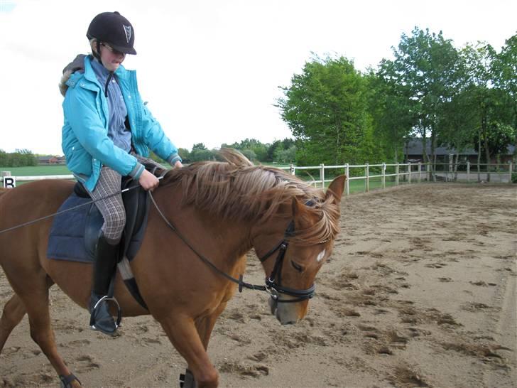 Anden særlig race Lucas<33 (gammel passer) billede 12