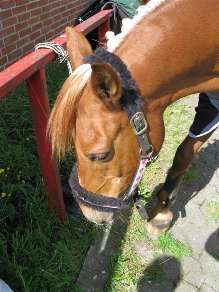 Anden særlig race Lucas<33 (gammel passer) billede 13