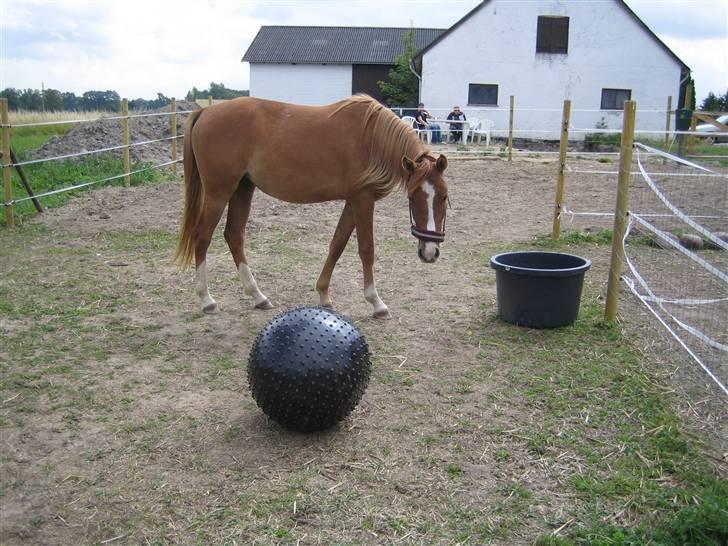 Anden særlig race Malou (min fars )  solgt billede 2