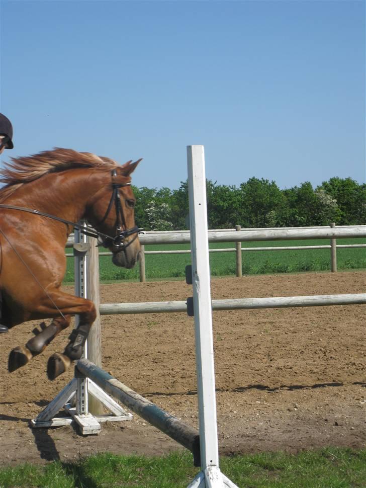 Anden særlig race Lucas<33 (gammel passer) billede 14