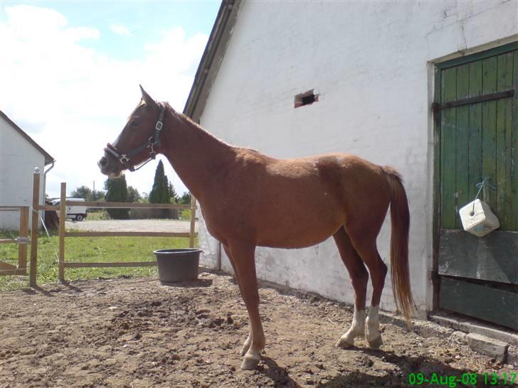 Anden særlig race Malou (min fars )  solgt billede 3